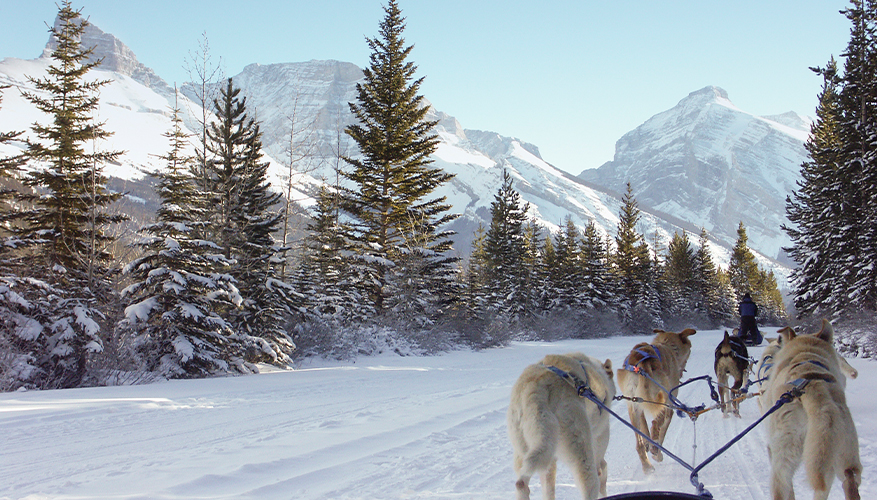 Dog sledding, Banff National Park